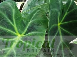 Image result for Remusatia