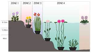 Voir cette épingle et d'autres images dans plantes oxygenantes par loulou971. L Installation De Plantes Aquatiques Dans Un Bassin Aqua Store