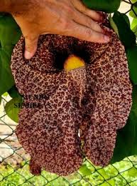 Image result for Aristolochia