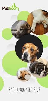 Is Your Dog Stressed Take The Quiz And Find Out If Your Dog Needs Help Https Offers Thepetroom Us Is Your Dog Stressed Pet Dog Stress Your Dog Dog Care