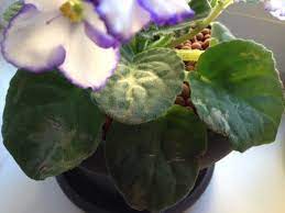 Turning the plant around and looking at it from behind, you can get a better idea of its true condition. Help With African Violet Leaves With Spots