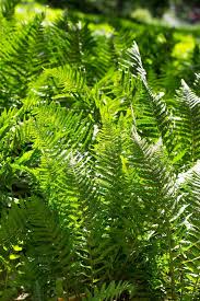 Image result for Lomariopsidaceae