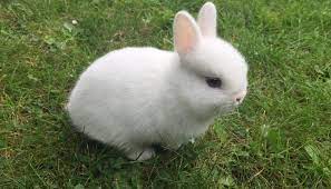 Netherland Dwarf Rabbit Everything You Need To Know