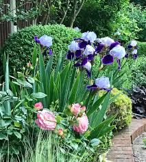Bearded Iris Emma Louise Rhizomes, Iris Germanica Emma Louise, Bare Rooted  Plant, Garden Plant