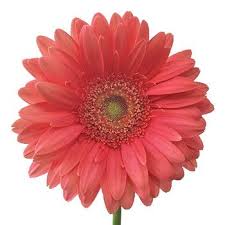 Coral Reef Gerber Daisy Wholesale Flowers Fiftyflowers Gerbera Daisy Coral Flowers Wholesale Flowers