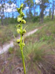 Image result for Orthochilus