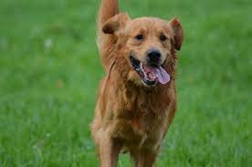Golden Retriever Temperament Personality Canna Pet