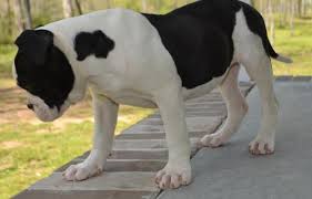 Unfortunately, in 1943, papa buck lane was hit by a train and died. Alapaha Blue Blood Bulldog Puppy For Sale Adoption Rescue For Sale In Fort Payne Alabama Classified Americanlisted Com