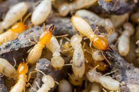Bug slug snail bait 1 lb. Best Termite Treatment And Control Slug A Bug Pest Control