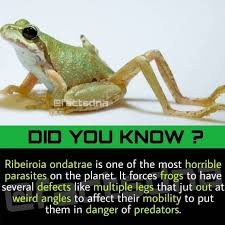 Ribeiroia ondatrae is a parasite in the genus ribeiroia which is believed to be responsible for many of the recent increases in amphibian limb malformations, particularly missing, malformed, and additional hind legs. Facebook