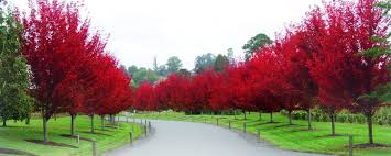 They usually have a defining feature such as flowers, unique foliage, notable bark, or a form of branching that is eye catching. Brighten Up Your Landscape With Ornamental Trees Mack Land Llc