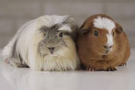 Maybe you would like to learn more about one of these? Guinea Pig Zooplus Magazine Ie