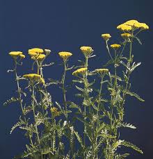 Image result for Corycium