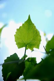 Image result for Mikania cordata