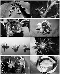 To corroborate the efficacy of the proposed method, an experiment is. The Flowers In Extant Basal Angiosperms And Inferences On Ancestral Flowers International Journal Of Plant Sciences Vol 162 No 5