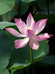 Bicara tentang bunga, biasanya digunakan untuk mempercantik rumah agar tambah asri. Teratai Bunga Teratai Mekar Berkembang Bunga Menanam Biji Itu Biji Lotus India Nelumbo Nucifera Nelumbium Speciosum Pikist