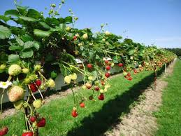 Best places to pick peaches near dallas fort worth 1. Where To Pick Your Own Fruit Near London Summer 2019 Londonist
