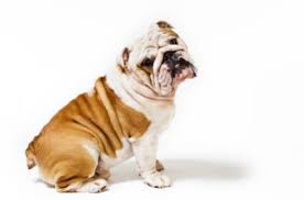 Plus, it is their docile nature that makes them so popular and also makes them great family for this reason, english bulldogs can thrive in both small and large homes. What English Bulldogs Are Really Like Lovetoknow