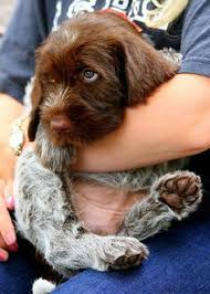 If you selected a specific state, try your search again using a neighboring state or no state at all. 84 Best Bohemium Wire Haired Pointing Griffons Ideas Griffons Hunting Dogs Dogs
