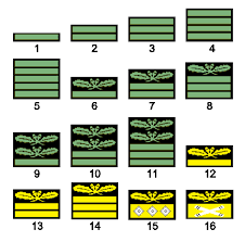Das wäre zu aufwendig gewesen, und wir sind uns auch nicht sicher, wie viele menschen überhaupt in die halle kommen möchten. Dienstgrade Der Wehrmacht Wikipedia