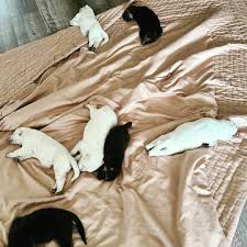 The australian shepherd comes in three sizes, standard, toy, and miniature. White German German Shepherds For Adoption Or Rehoming Facebook