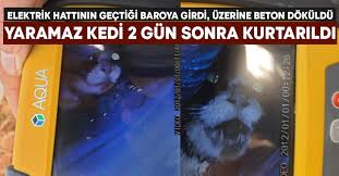 Elektrik Hattinin Gectigi Baroya Girdi Uzerine Beton Dokuldu Yaramaz Kedi 2 Gun Sonra Kurtarildi Egeyon Haber