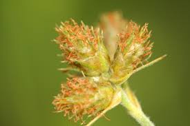 Image result for Fuirena pubescens