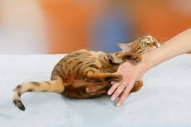 We did not find results for: Arti Mimpi Digigit Kucing Kucing Co Id