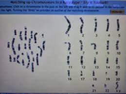 Karyotype Analysis Worksheet Answers Normal Karyotype Worksheet Worksheets Analysis Answers