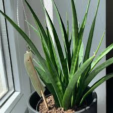 Image result for Sansevieria kirkii