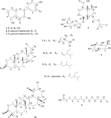 Image result for Spermacoce princeae