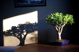 Asteptam primavara si il vom replanta. Cum SÄƒ FaceÈ›i Ca Copacul Banilor SÄƒ InfloreascÄƒ Bucatarul