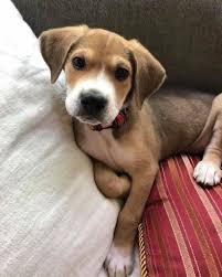 Maybe you would like to learn more about one of these? The 21 Most Popular And Best Beagle Mixes