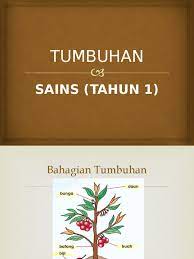 Ada tumbuhan yang berbunga dan ada yang tidak berbunga. Tumbuhan Tahun 1