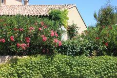Once they've joined groups, you'll see them here. Oleander Und Sonne So Gedeiht Der Mediterrane Strauch Bestens