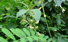 Image result for Tephrosia noctiflora