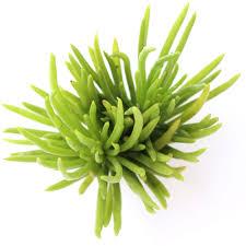 Image result for Senecio barbertonicus