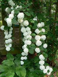 Unrivaled in the shrub world for beautiful flowers, these elegant plants are easy to cultivate, tolerate almost any soil, and produce abundant blooms. 100pcs Bag Climbing Hydrangea Seeds Hydrangea Flowers Seed Bonsai Plant Viburnum Home Garden Buy Online In Bosnia And Herzegovina At Bosnia Desertcart Com Productid 105363265