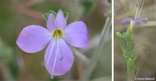 Image result for Barleria sp. D (near holubii)