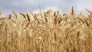 Российская федерация) ‏ هي دولة تقع في شمال أوراسيا، ذات حكم جمهوري بنظام شبه رئاسي تضمُّ 85 كيانًا اتحاديًا اثنان منهم محدودا الاعتراف دوليًّا. Ø§Ù‚ØªØµØ§Ø¯ Ø±ÙˆØ³ÙŠØ§ Ù„Ø£ÙˆÙ„ Ù…Ø±Ø© Ø±ÙˆØ³ÙŠØ§ ØªØ¶Ø¹ Ù…Ø¹Ø§Ø¯Ù„Ø© Ù„Ø¶Ø±ÙŠØ¨Ø© ØªØµØ¯ÙŠØ± Ø§Ù„Ù‚Ù…Ø­ Ù…Ù† 2 ÙŠÙˆÙ†ÙŠÙˆ