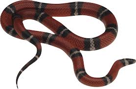 Snake Png Image Free Download Png Picture Snakes Types Of Snake Snake Snake Images