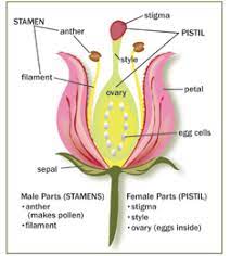 The Pollinator Partnership Is A Non Profit 501 C 3 Organization And The Largest In The World Dedicated Exclusiv Parts Of A Flower Flower Science Biology Plants