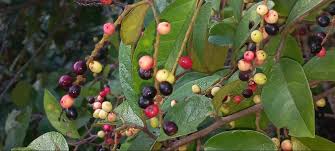 Image result for Tapinanthus dependens