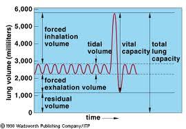 Image result for Vital Capacity