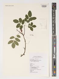 Image result for Rourea coccinea