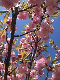 Check spelling or type a new query. Double Flowering Peach Tree Peach Trees Ornamental Trees Secret Garden