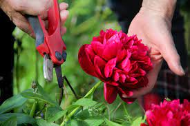 Caring owners, seeing that the bush is fading, immediately cut out the entire aboveground part, naively believing that the foliage is no longer needed. Pruning Peonies How And When To Trim Peonies
