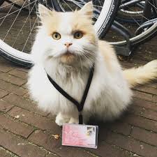 This Cat Has Been Hanging Around The University I Go To For Years And Because He S There So Often The University Of Groningen Has Given Him An Official Student