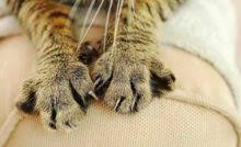 Kediler Regl Olur Mu Kedi Rehberi