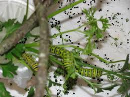 Black And Red Caterpillars On Azaleas These Black Swallowtail Caterpillars Which We Have In Our Insect Lore Butterfly Pavilion Are Nearly Butterfly Pavilion Butterfly Garden How To Attract Birds